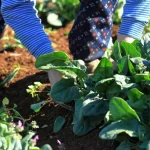 Boost Your Garden’s Health With Perfect Spinach Companion Plants