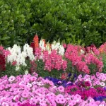 Growing Beautiful Snapdragons Gardening Tricks and Tips