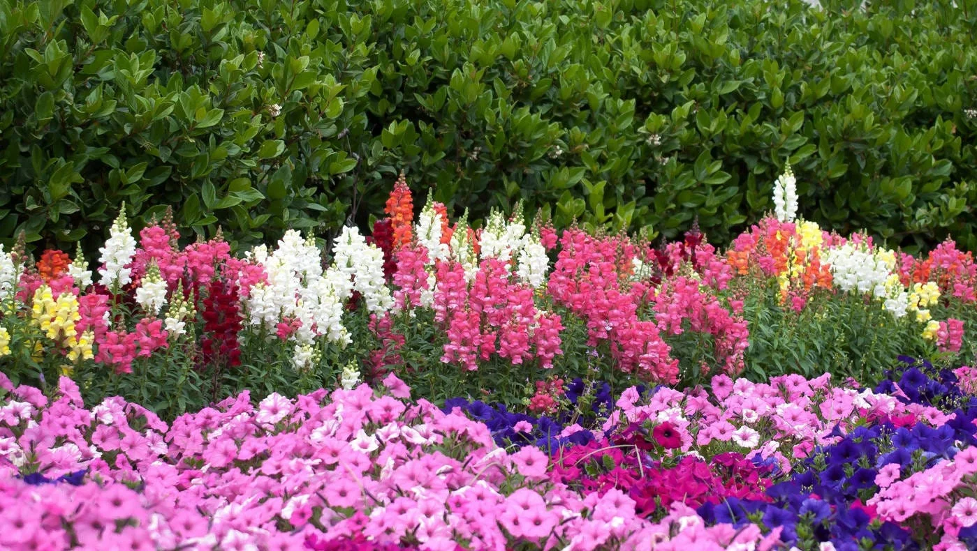 Growing Beautiful Snapdragons Gardening Tricks and Tips