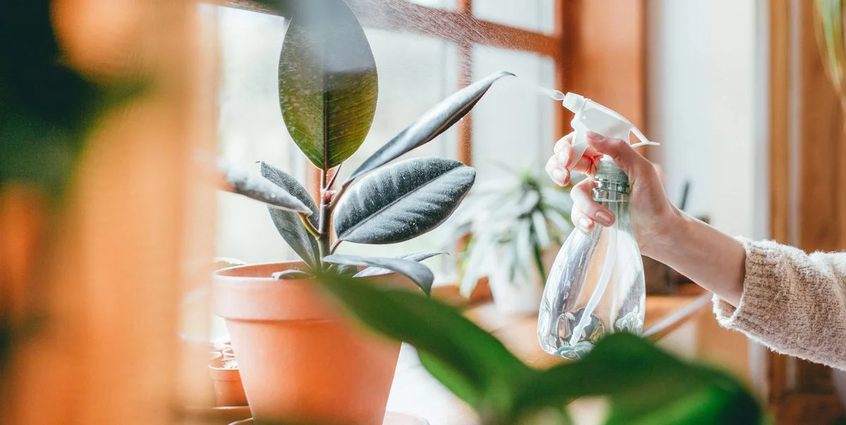 Homebase Indoor Plants Maximize Health & Happiness Indoors!