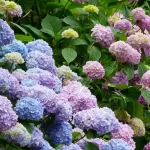 Top Plant Partners for Hydrangeas: How to Create Perfect Harmony?