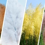Transform Your Garden How to Cultivate Pampas Grass for Stunning Decor