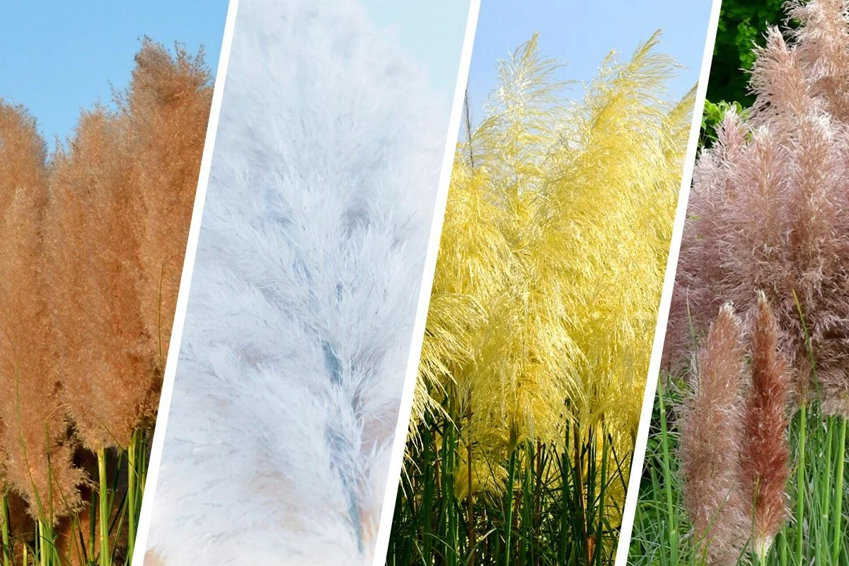 Transform Your Garden How to Cultivate Pampas Grass for Stunning Decor