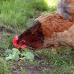 What Happens When Chickens Eat Broccoli? Astonishing Results