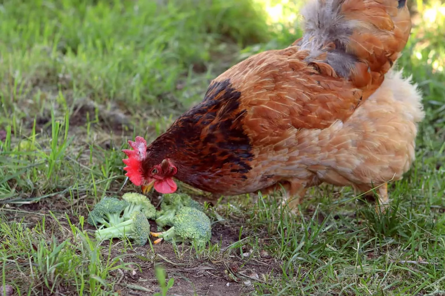 What Happens When Chickens Eat Broccoli? Astonishing Results