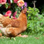 All About ISA Brown Chickens