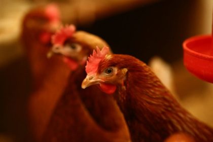 Animal Curiosities The Truth About Do Chickens Have Tongues!