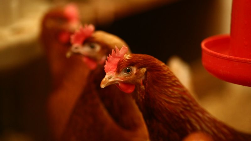 Animal Curiosities The Truth About Do Chickens Have Tongues!