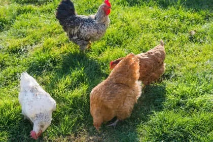 Can Chickens Eat Celery?