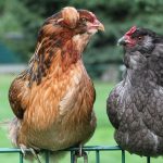 Everything You Need to Know About Breeds That Lay Green Eggs