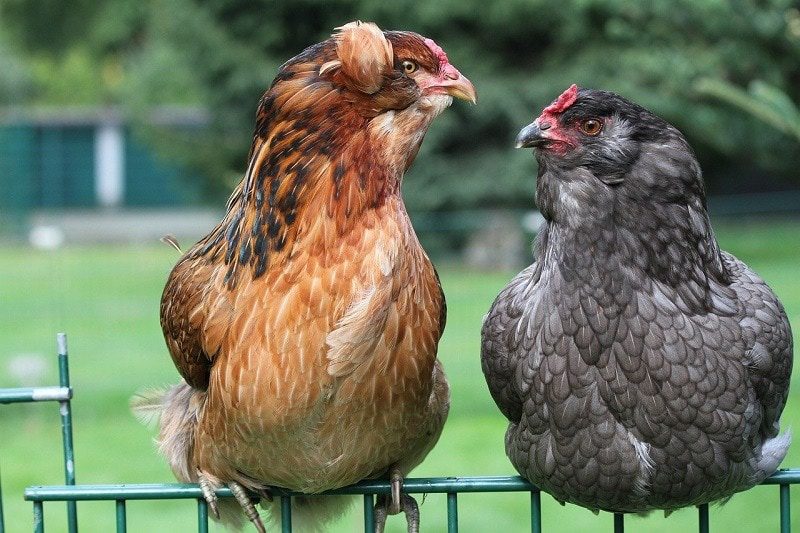 Everything You Need to Know About Breeds That Lay Green Eggs