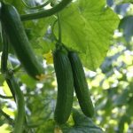 Gardening Mistakes What Not to Plant Near Cucumbers