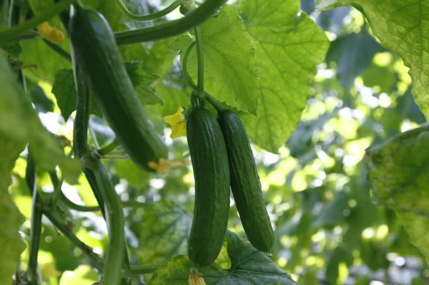 Gardening Mistakes What Not to Plant Near Cucumbers