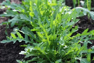 Gardening Skills with Arugula Companion Plants