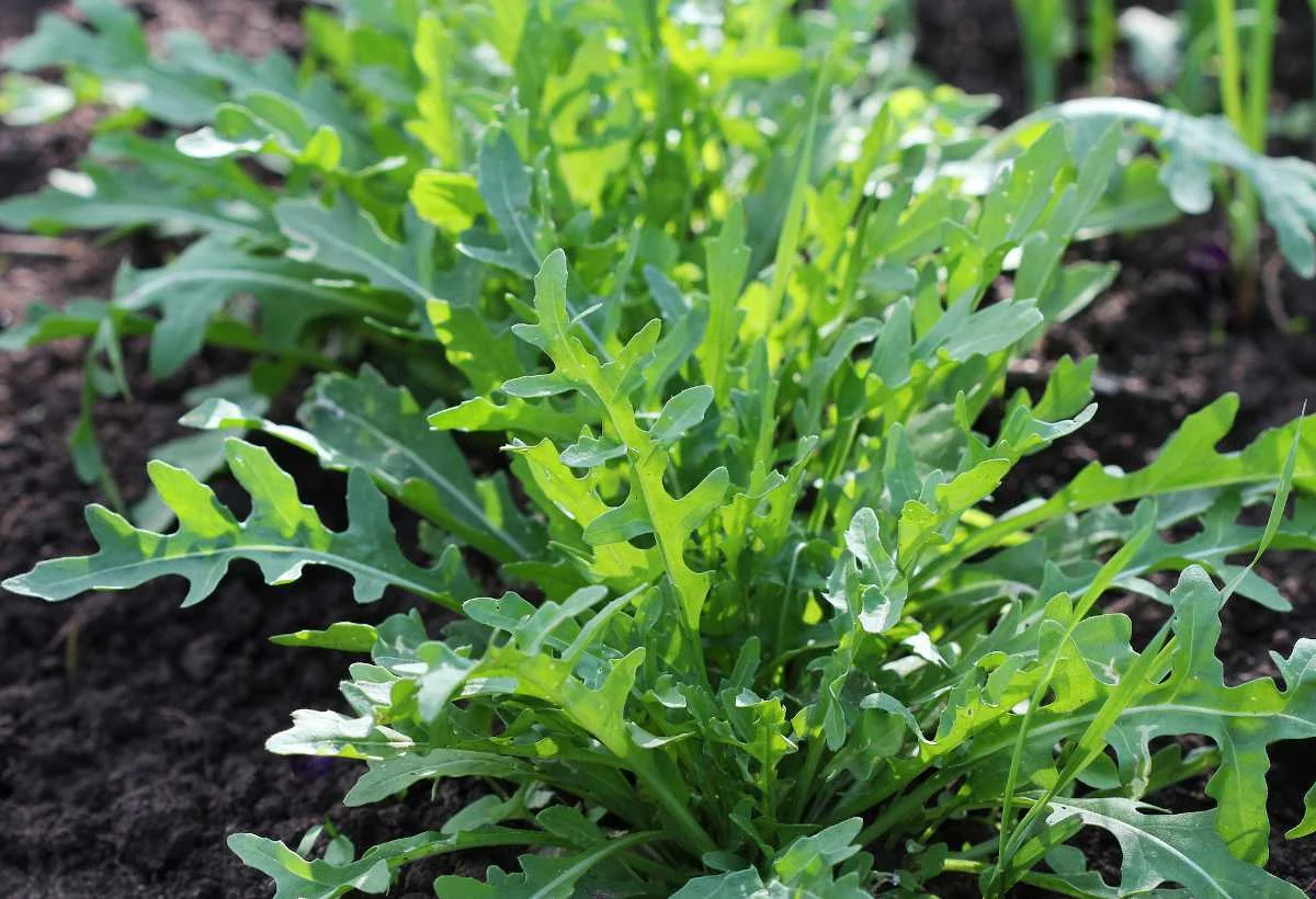 Gardening Skills with Arugula Companion Plants