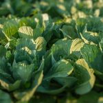 Grow Like a Pro The Best Companion Plants for Cabbage