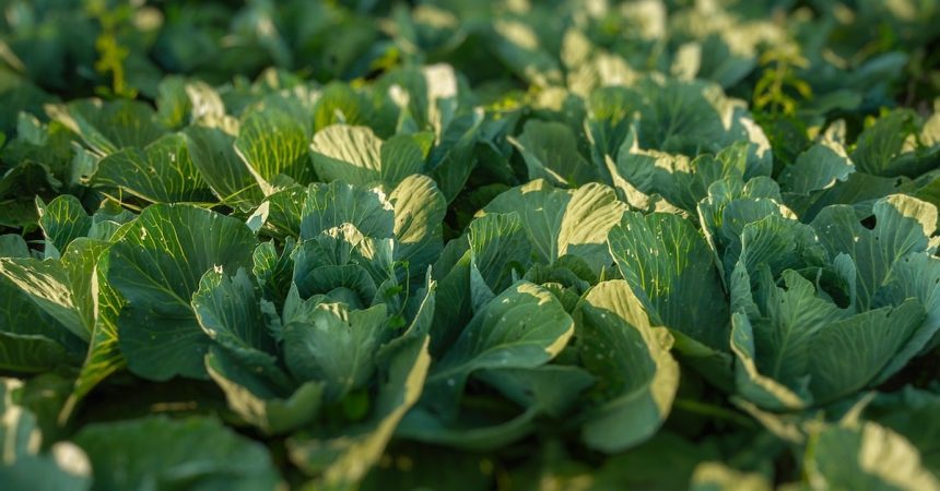 Grow Like a Pro The Best Companion Plants for Cabbage