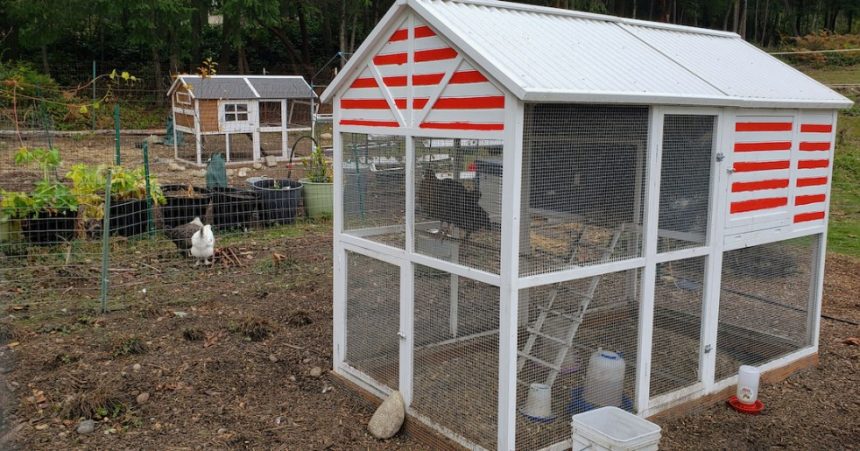 Homesteaders Chickens Start Your Own Backyard Farm Today
