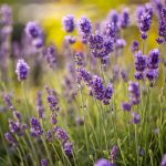 How to Choose the Best Lavender Companion Plants