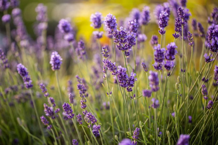 How to Choose the Best Lavender Companion Plants