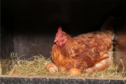 Methods For How To Stop A Broody Hen Now?