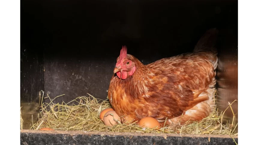 Methods For How To Stop A Broody Hen Now?