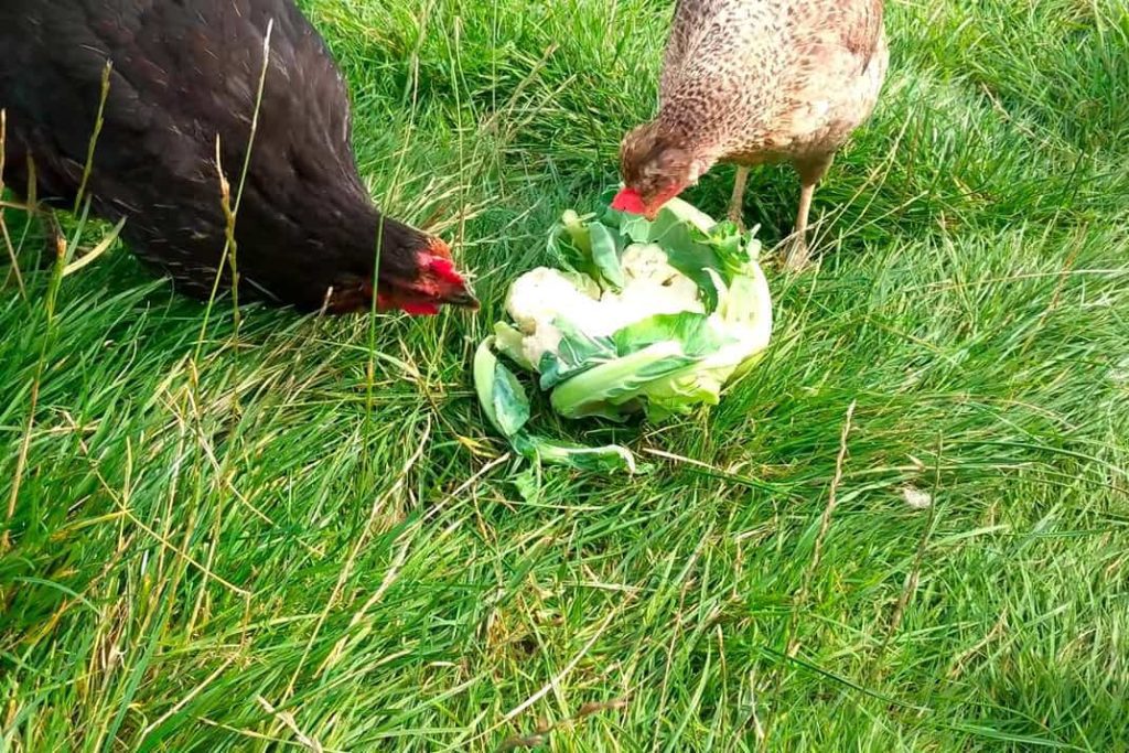 Other Vegetables/Fruits Chickens Can Eat