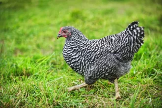 Raising Happy and Healthy Black and White Chickens