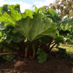 The Best Companion Plants for Growing Delicious Rhubarb