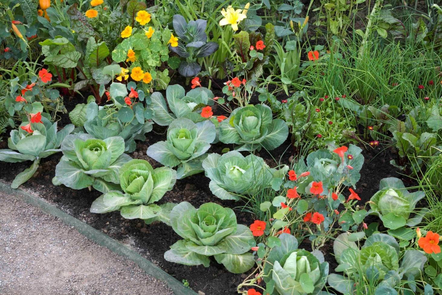 The Best Companion Plants for Spinach