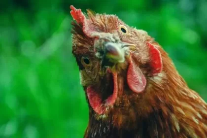 What Happens When Chickens Eat Cauliflower