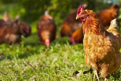 What Happens When You Feed Cabbage to Your Chickens?