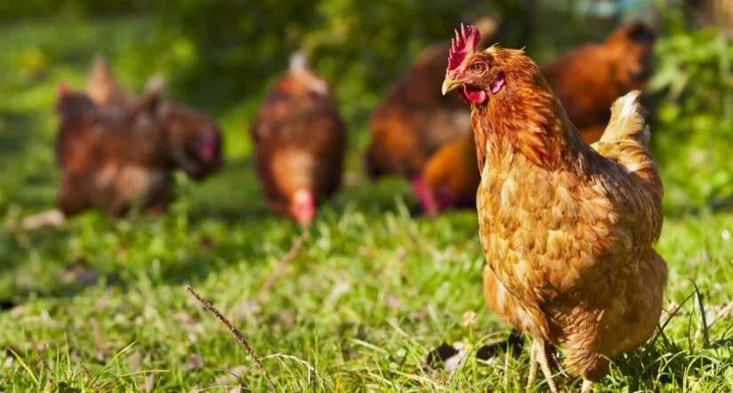 What Happens When You Feed Cabbage to Your Chickens?