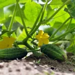 What Not to Plant Near Cucumbers
