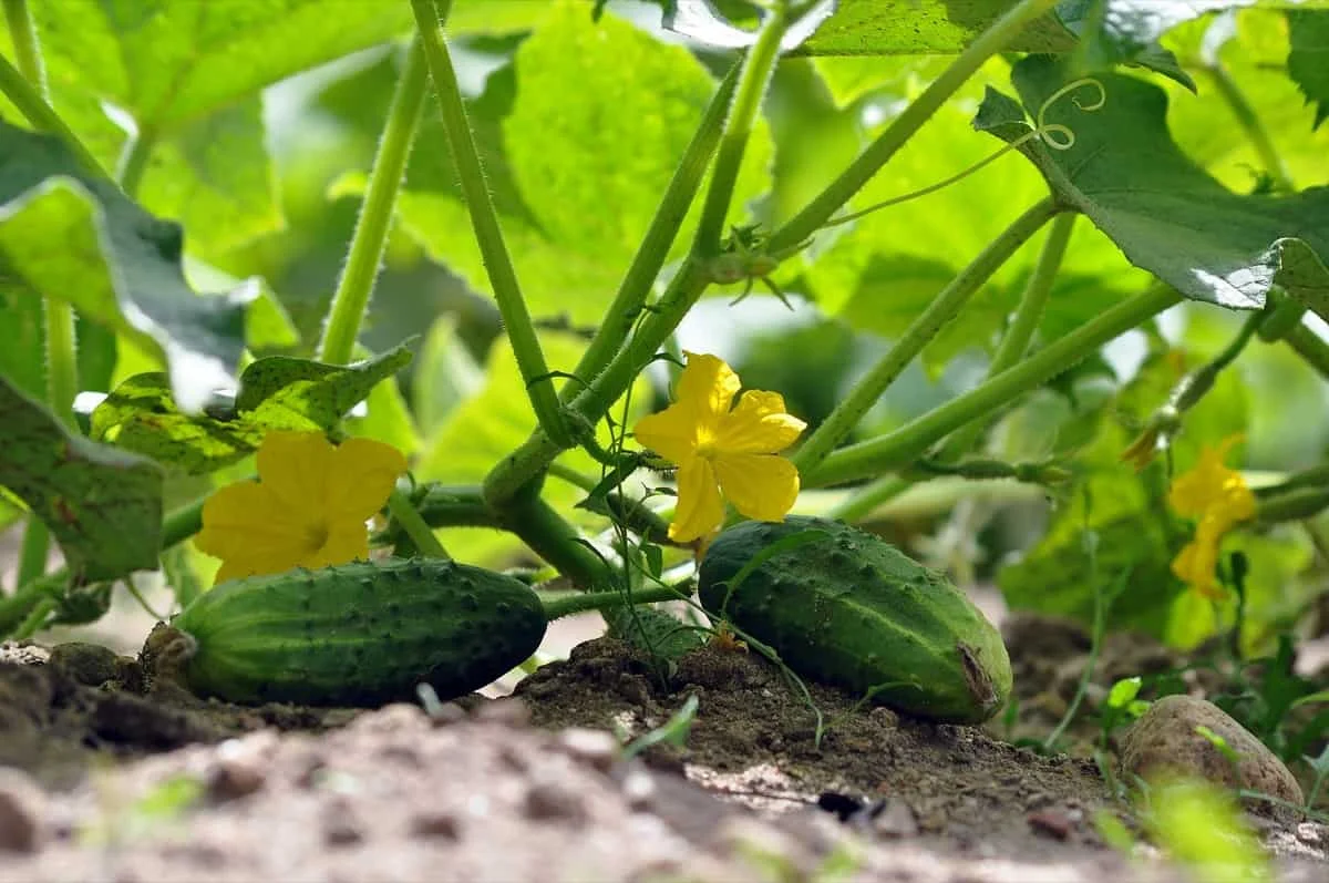 What Not to Plant Near Cucumbers