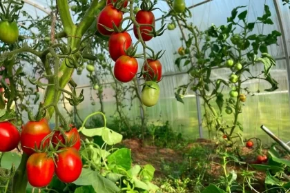 What Not to Plant with Tomatoes Avoid These Common Mistakes