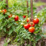 What to Plant with Tomatoes in Your Garden for Higher Yields