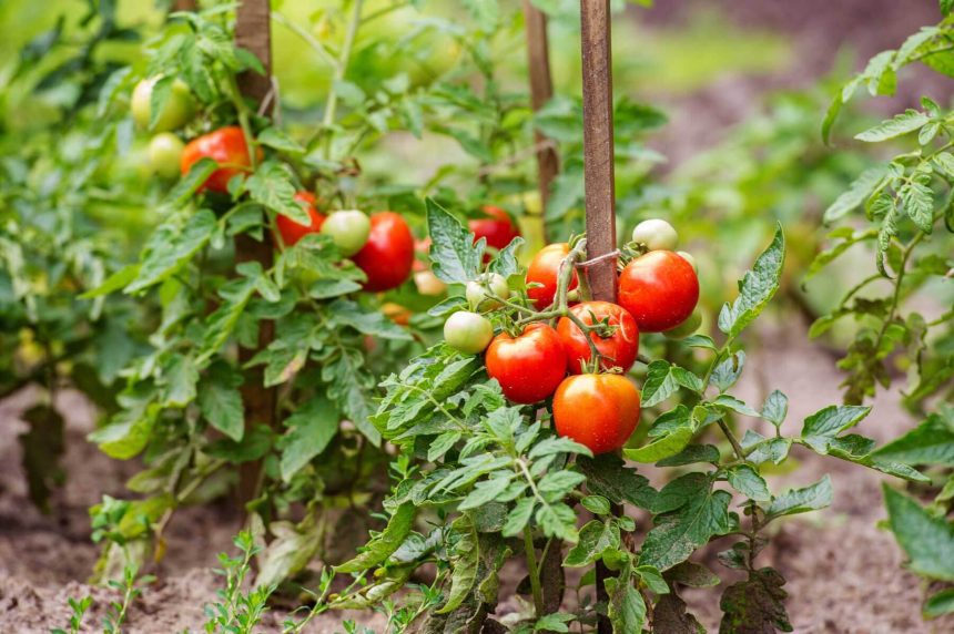 What to Plant with Tomatoes in Your Garden for Higher Yields