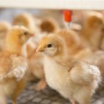 Brooding Chicks Secrets: How to Ensure Your Flock Thrives
