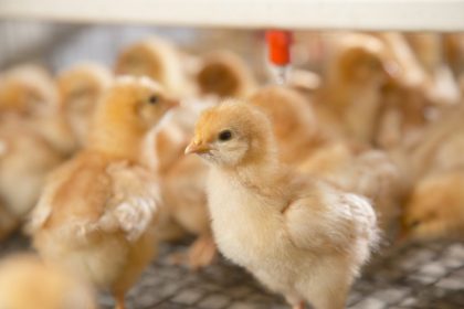 Brooding Chicks Secrets: How to Ensure Your Flock Thrives