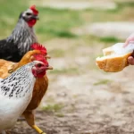 Can Chickens Eat Cheese? Facts You Need to Know