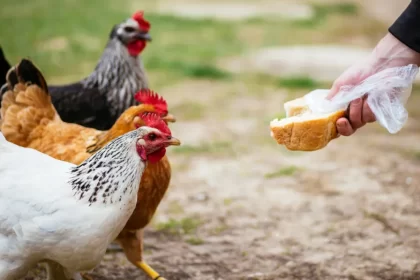 Can Chickens Eat Cheese? Facts You Need to Know