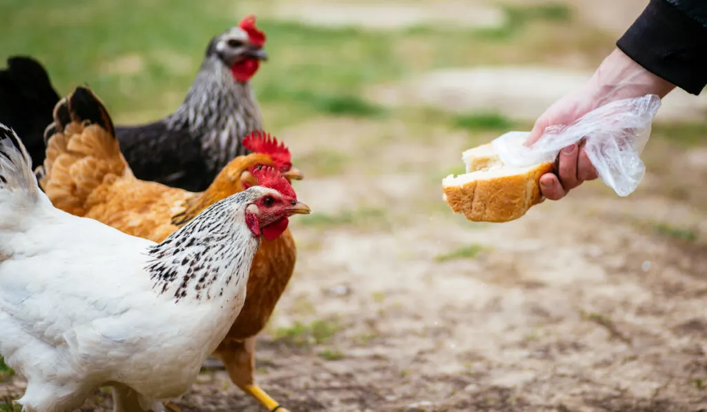 Can Chickens Eat Cheese? Facts You Need to Know