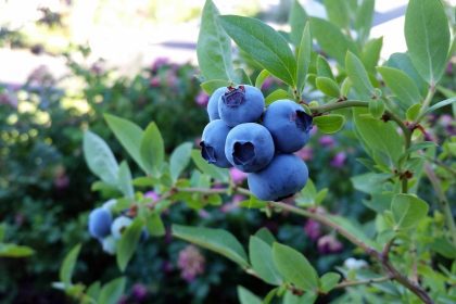 Choosing the Best Companion Plants for Blueberries Gardening