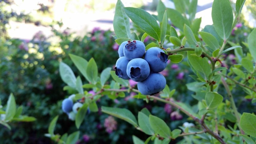 Choosing the Best Companion Plants for Blueberries Gardening