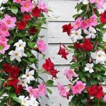 Dipladenia: Guide to Growing and Caring for Tropical Flowering Beauty