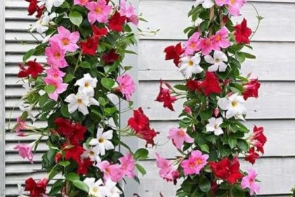 Dipladenia: Guide to Growing and Caring for Tropical Flowering Beauty