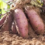 Growing Sweet Potatoes and Companion Planting
