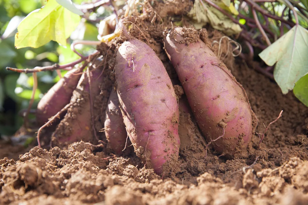 Growing Sweet Potatoes and Companion Planting