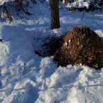 How to Maximize Your Garden's Potential with Winter Composting